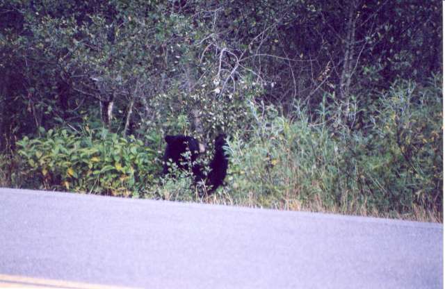 Glacier Brown Bear #1