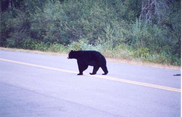 Glacier Brown Bear #3