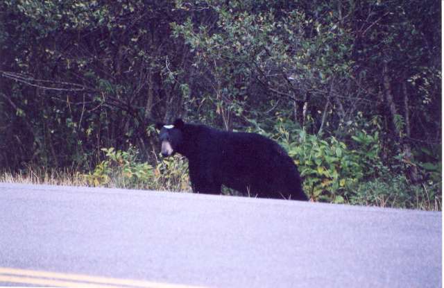 Glacier Brown Bear #2