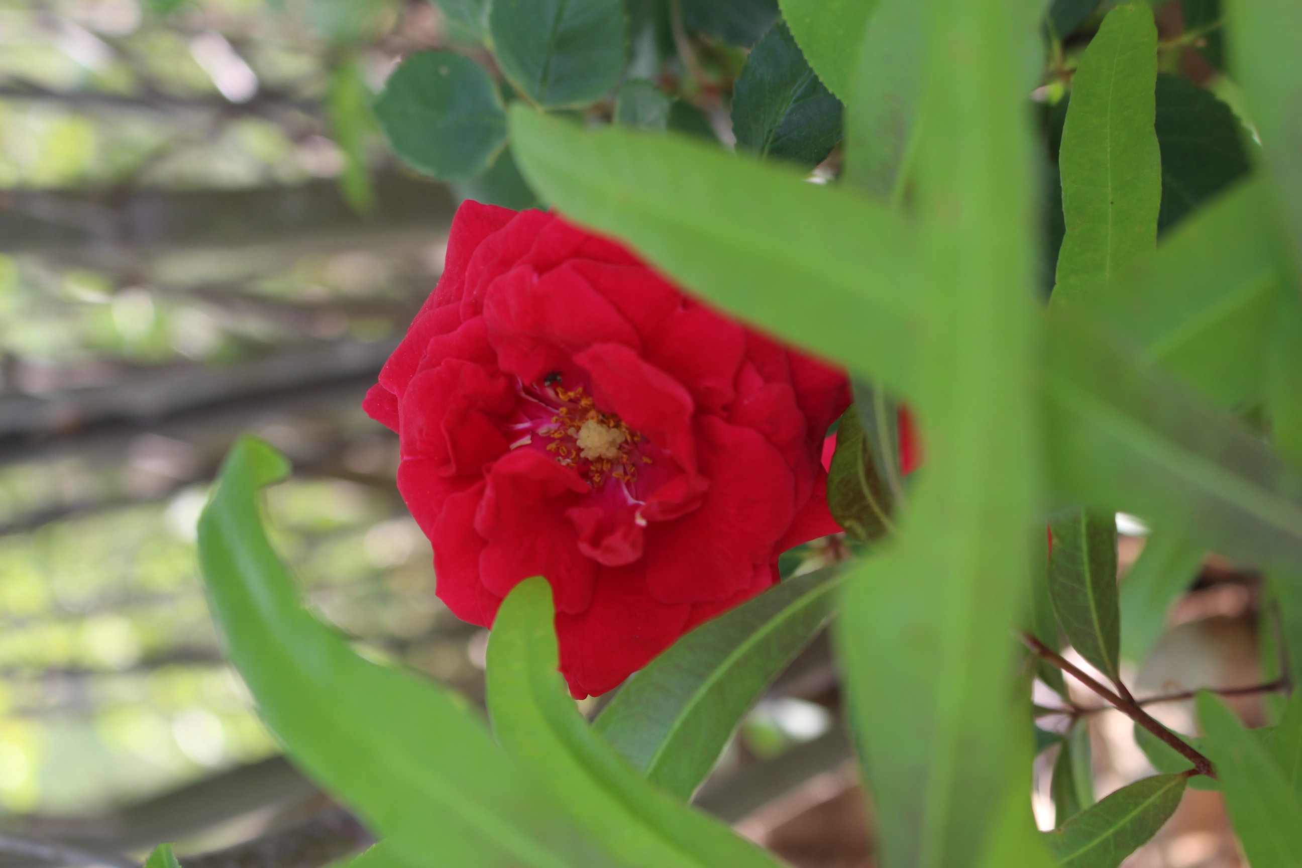 Placeholder image