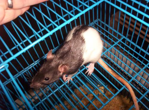Newest Perdue pet.&nbsp; She doesn't have a name as of yet (11/12/05) but she will get a name someday.&nbsp; Or she will just be called Rat. . .