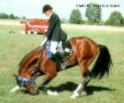 Pure Illusion Dressage and Horse Lovers 
WebRing. 'Face The Music'