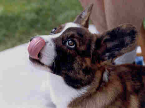 riley.jpg (8875 bytes)