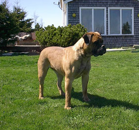 Ch. Shepnrott's Mme Delilah Rouge