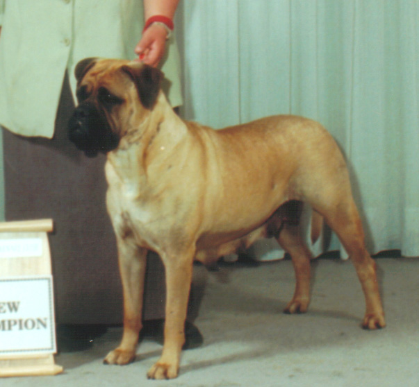 CH. Nytestok's Diamond Dottie CGC