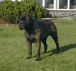 BPIS CH. Shepnrott's Guardian Gomer CGC
