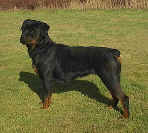 Shepnrott's Dynamic Dezri Doll