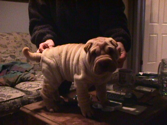 Pooh Bear @ 1 month 11/98
