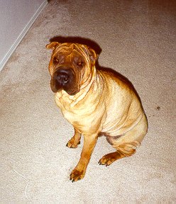 Jabba Shar-Pei 12/94