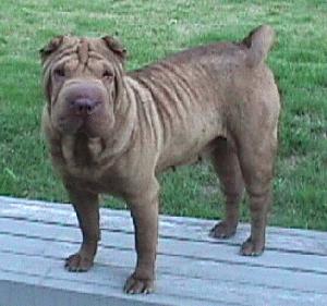 Craigslist Campbell River Dogs Puppies For Sale Craigslist Campbell River Dogs Puppies For Sale