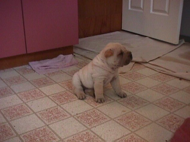 Kermode @1month 11/98