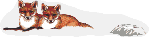 fox