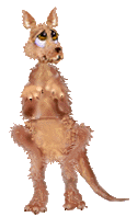 kangaroo