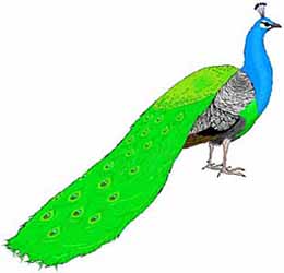 peacock