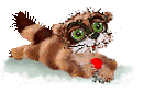 raccoon