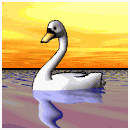 swan