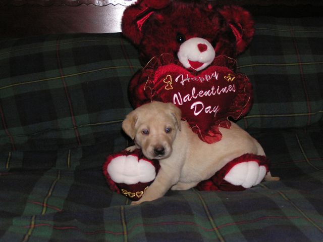 Yellow puppy valentine on the bed
