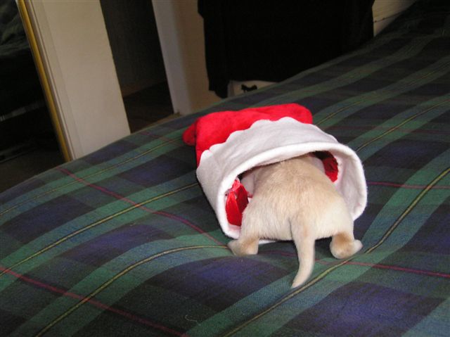 Puppies andy1