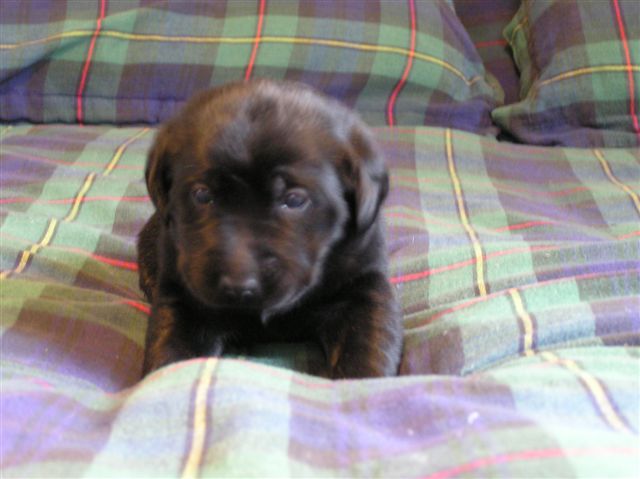 Lab Puppy bear on bed again