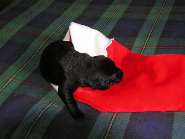 Lab puppies black one