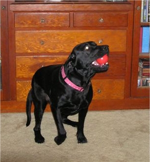 Brittany playing Ball