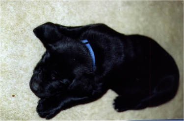 Me as a puppy sleeping