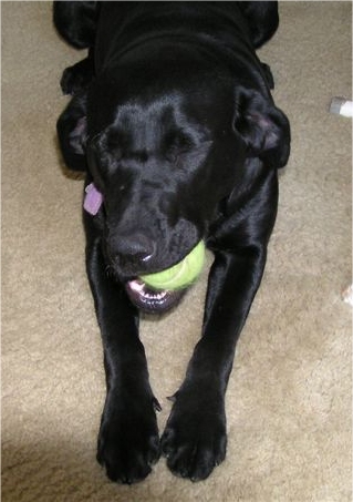 Sleeping after playing hard with the ball