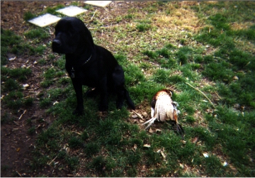 My first hunt