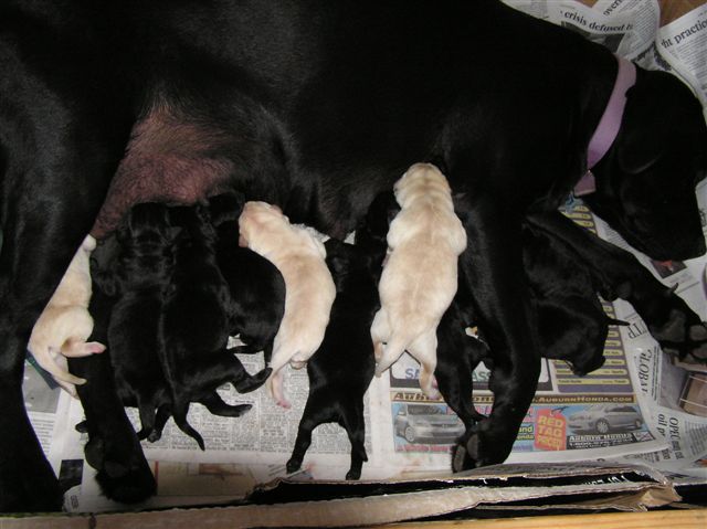 nursing 11 puppies