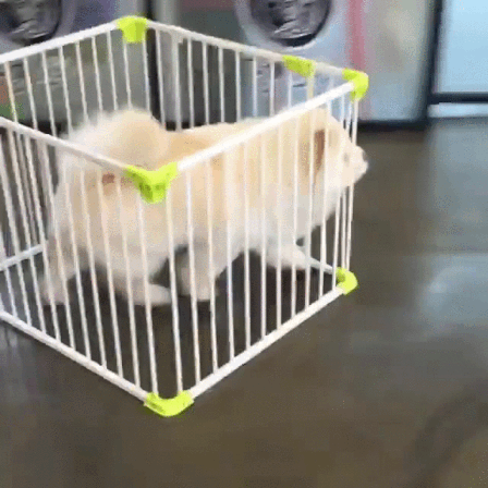 Perro escapando con su jaula