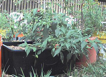 Chiles in a pot
