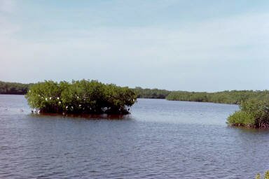 Ibises and egrets on island at Darling Wildlife Refuge