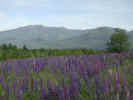 Lupin Mountain g.jpg (30196 bytes)