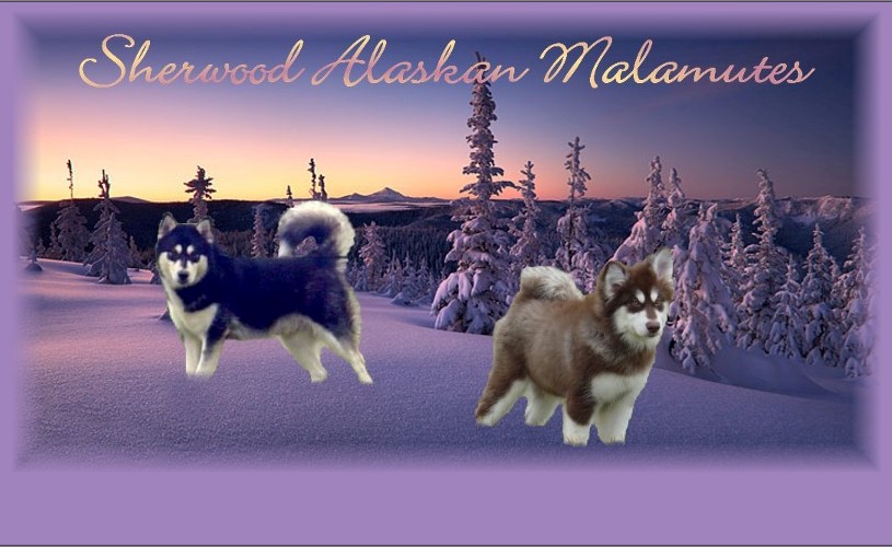 Sherwood Alaskan Malamutes