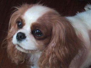 Gracie