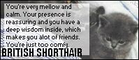 British Shorthair