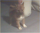 Kaia hears something behind her.