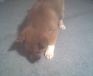 Smelling the floor, puppies seem to like the scent of rug.