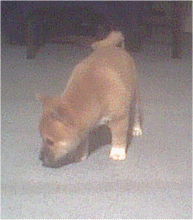 Smelling the rug.
