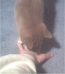 Licking my hand.