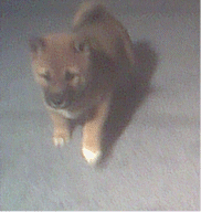 Prencing around the house.
