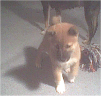 Running after a toy.