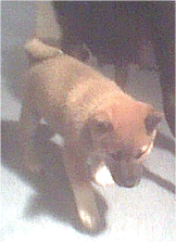 Looking at a shadow on the rug.