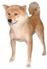 Cream, or buff, is also a color common in the Shiba.
