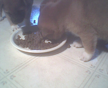 Timmy (L) and Mel (R) eating for the first time.