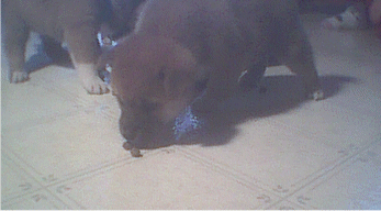 Mel is trying for a third time to pick up this one piece of kibble!