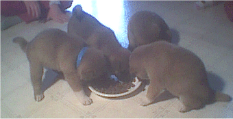 All four are eating. Two bites fills them up!