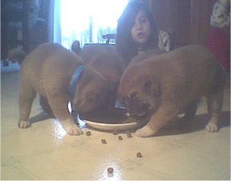 Kirsten watching the puppies eat for the first time.