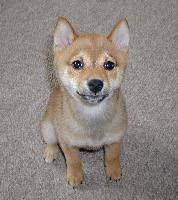 A puppy is hard to resist but, make sure you research the breed first!