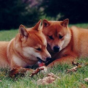 Many Shiba owners have more than just one!
